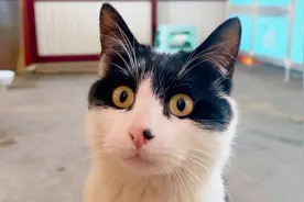 猫咪听到老鼠叫声是什么反应：瞳孔瞬间放大，一步一定格视频封面