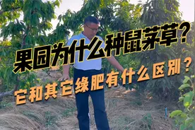 果园除草困难，用鼠茅草“以草治草”，好几年不用除草，省时省力视频封面