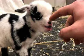 可爱的小羊羔看到主人靠近，立马发怒想顶主人，下一秒忍住别笑视频封面