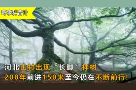 河北山村出现“长脚”神树，200年时间前进150米，至今仍在前行！视频封面