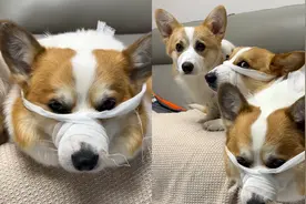 高考期间柯基主人手动让狗子静音，网友：要暂时辛苦下狗子了视频封面