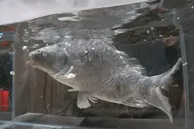 零下196度的液氮有多厉害，活鱼被扔了进去，下场太惨了！视频封面