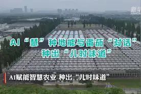 AI“慧”种地能与番茄“对话”，种出“儿时味道”视频封面