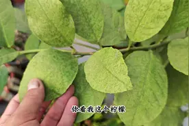 红蜘蛛很烦人，不仅繁殖快，而且会传染，发现要针对治疗