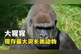 现存最大灵长类动物，大猩猩！特爱吃鼻屎视频封面