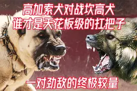 高加索犬对战坎高犬，谁才是天花板级的扛把子视频封面