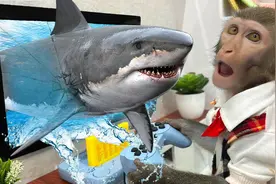 猴哥玩鲨鱼游戏视频封面