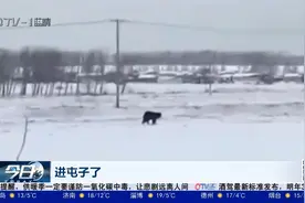 黑龙江密山：乡村“熊出没”，居民开直播视频封面