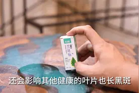 植物叶片经常长黑斑怎么办？园艺师教你，用黑斑病专用杀菌不传染视频封面