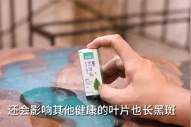 植物叶片经常长黑斑怎么办？园艺师教你，用黑斑病专用杀菌不传染视频封面