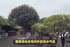 风水学揭秘：四大镇宅之树助力家庭安康富贵视频封面