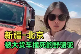 坦克300自驾北京，在国道上遇到被撞死的野骆驼，大货车太危险了