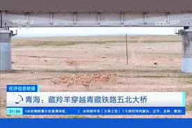 青海：藏羚羊穿越青藏铁路五北大桥视频封面