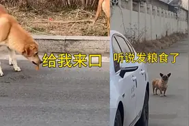 男子投喂流浪狗烤串，没想到一只接一只来，网友：捅了狗窝视频封面