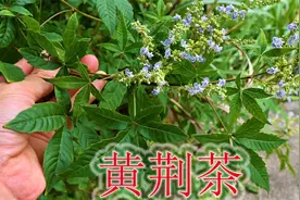 农村植物黄荆是个宝，枝叶制茶称“解暑王”，还有更多用途与价值视频封面