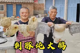 950买4张刺豚皮，4人光拔刺就花半天时间，炖大鹅实在好吃