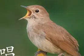 实拍夜莺鸟叫声，声音婉转悦耳，太好听了！