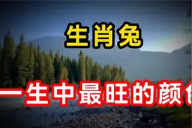 生肖兔 一生中最旺的颜色，属兔人的幸运色，到底是什么？视频封面