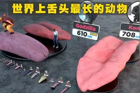 不同动物、鸟类、昆虫、爬行动物和虚构人物的舌头大小比较视频封面