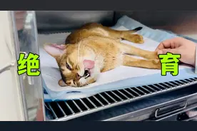 37. 来！带大家看看猫绝育的全过程