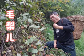 野生猕猴桃你吃过吗？别看它藏在大山里，却是新西兰奇异果的祖先视频封面