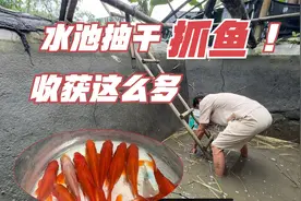 荒塘抓鱼！直接抽干，最终收获这么多鱼获视频封面