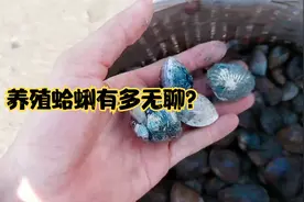 养殖蛤蜊的生活：每天与大海为伴，竟如此治愈！视频封面