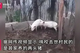 陕西安康一村民晕倒后被猪啃咬 同村村民：人已去世 正处理后事视频封面