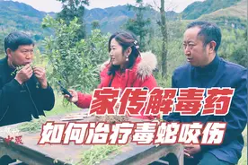 自幼随父行医，一个家传经验方5种草药，如何治疗毒蛇咬伤的溃烂视频封面