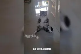 喵星人居然是学人精，猫猫学得像模像样萌宠猫咪的迷惑行为模