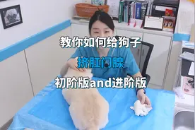 教你在家给狗狗挤肛门腺，两种方式，建议收藏！