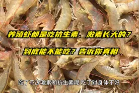 养殖虾都是吃抗生素、激素长大的？到底能不能吃？告诉你真相