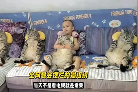 美短虎斑肉肉，除了看电视就是发呆，被网友们称为爱摆烂的猫组织