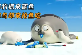 海豹抓来蓝鱼，海鸟却来抢鱼吃视频封面