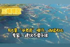 三峡坝区有大量“水老虎”横行，凶猛无比！专家：建议不要干涉