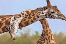 长颈鹿约架用力过猛，把自己脖子拧断，当场饮恨西北！视频封面