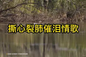 撕心裂肺催泪情歌，十首网络伤感歌曲，最经典的歌曲，快来收藏吧