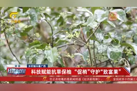 科技赋能抗旱保柚：容县干群合力“护花促梢”　守护“致富果”视频封面