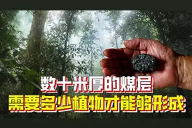 要形成数十米厚的煤层，需要多少植物？植物是如何化为煤炭的？