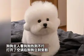狗狗主人看狗狗热到不行 打开了空调后狗狗立刻变脸