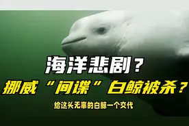 海洋悲剧？挪威“间谍”白鲸疑被枪杀，生态警钟长鸣！