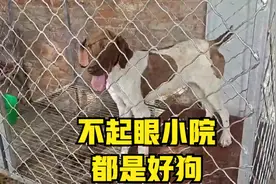 偏僻不起眼的小院竟然养了那么多品相好的工作犬，安全感满满