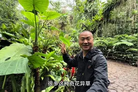 厦门植物园一日游，门票30，景色美不胜收#厦门旅游#厦门植物园