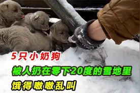 只小奶狗，被人扔在零下20度的雪地里，饿得嗷嗷乱叫，太可怜了