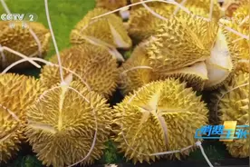 榴莲鲜果和榴莲冻果有何区别视频封面