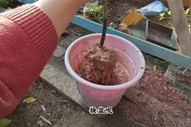 四季茶花四季开？确实花期长，能开多季，换盆得当才养好视频封面