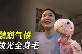 疑似不满女主人搬家，鹦鹉气愤拔光全身毛！够狠视频封面