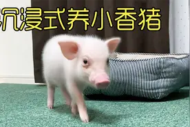 沉浸式养小香猪，当养了两年的小香猪控制不住体重时，该怎么办？视频封面