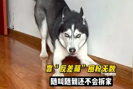 哈士奇可鲁可鸭，靠“反差萌”圈粉700多万，随叫随到还不会拆家视频封面