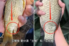 买鲫鱼，要分清“土鲫”和“工程鲫”，差别挺大，买错难吃不鲜美视频封面